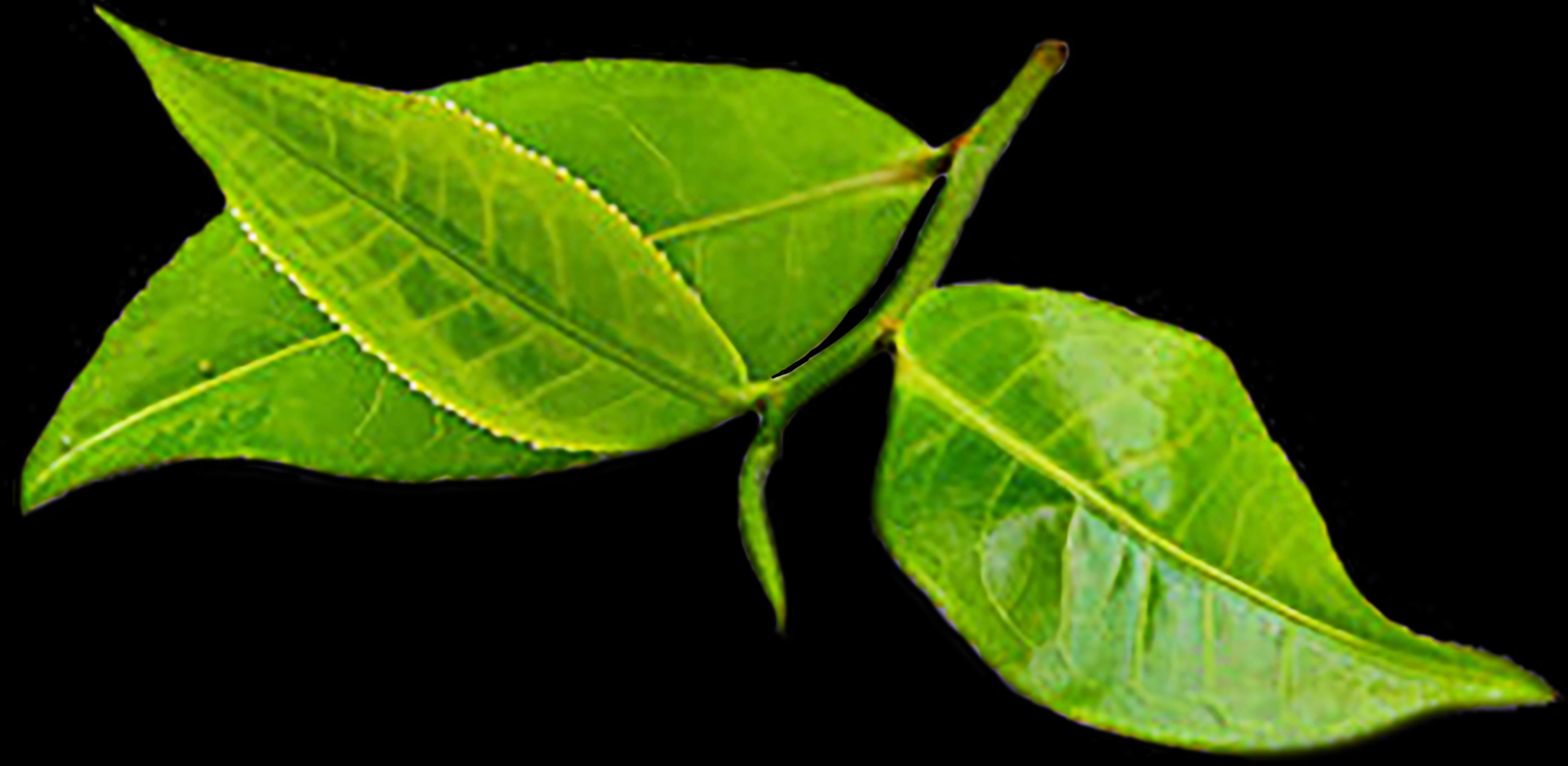 <b><i>Camellia Sinensis Folium</i> / Teh Hijau </b>